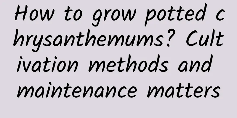 How to grow potted chrysanthemums? Cultivation methods and maintenance matters