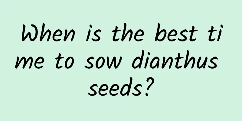 When is the best time to sow dianthus seeds?