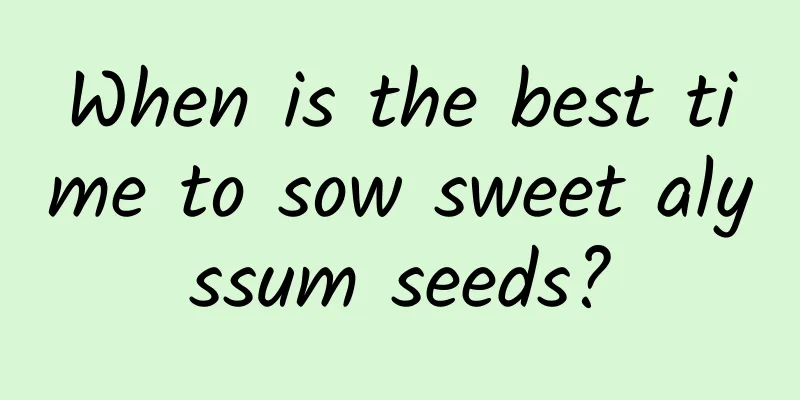 When is the best time to sow sweet alyssum seeds?