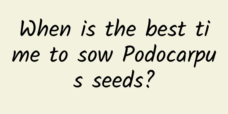 When is the best time to sow Podocarpus seeds?