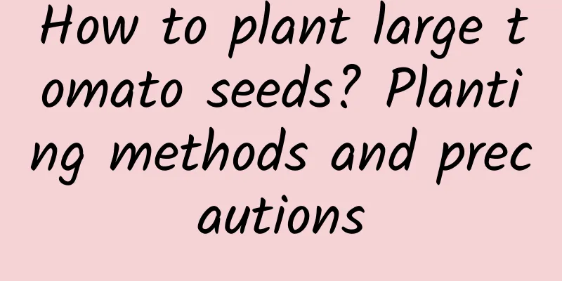 How to plant large tomato seeds? Planting methods and precautions