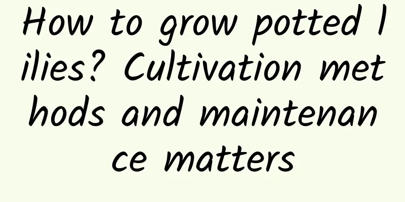 How to grow potted lilies? Cultivation methods and maintenance matters