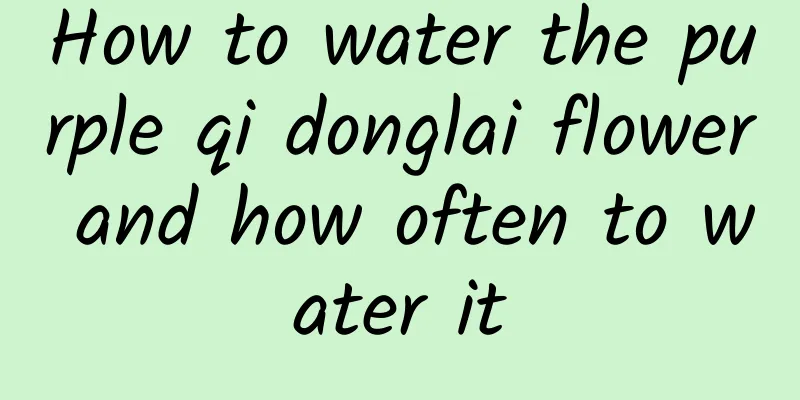 How to water the purple qi donglai flower and how often to water it