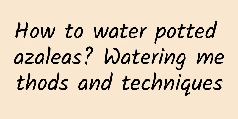 How to water potted azaleas? Watering methods and techniques