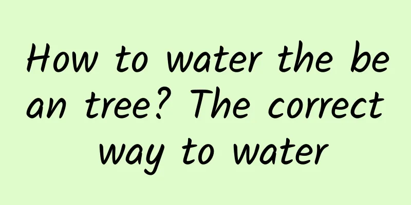 How to water the bean tree? The correct way to water