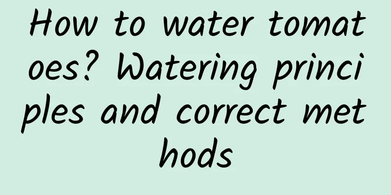 How to water tomatoes? Watering principles and correct methods