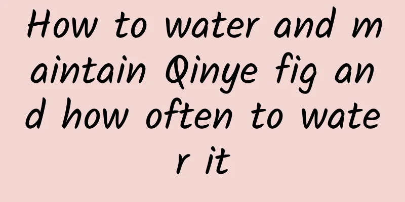 How to water and maintain Qinye fig and how often to water it