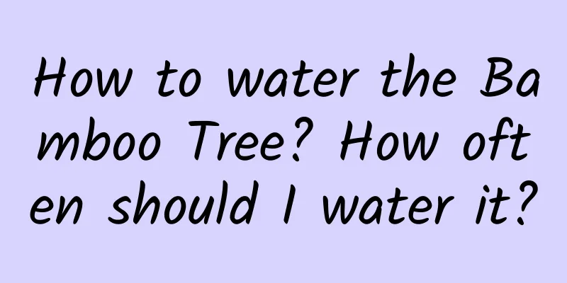 How to water the Bamboo Tree? How often should I water it?