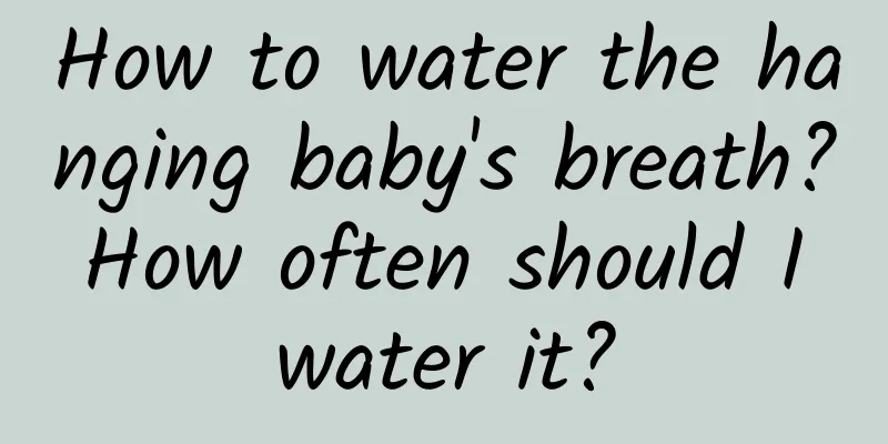 How to water the hanging baby's breath? How often should I water it?
