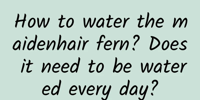 How to water the maidenhair fern? Does it need to be watered every day?