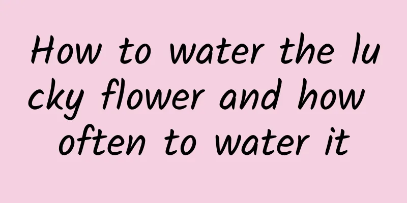 How to water the lucky flower and how often to water it