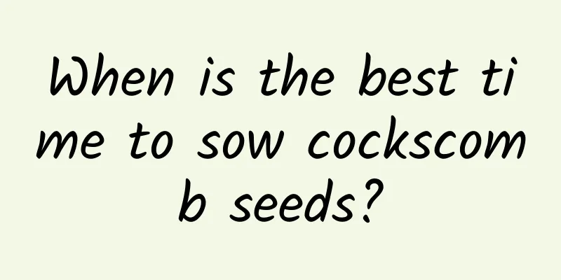 When is the best time to sow cockscomb seeds?