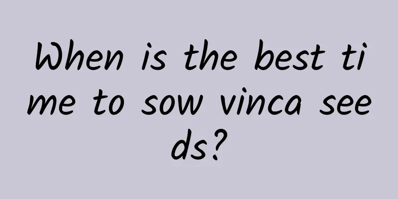 When is the best time to sow vinca seeds?