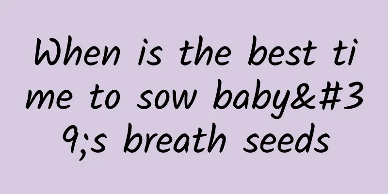 When is the best time to sow baby's breath seeds