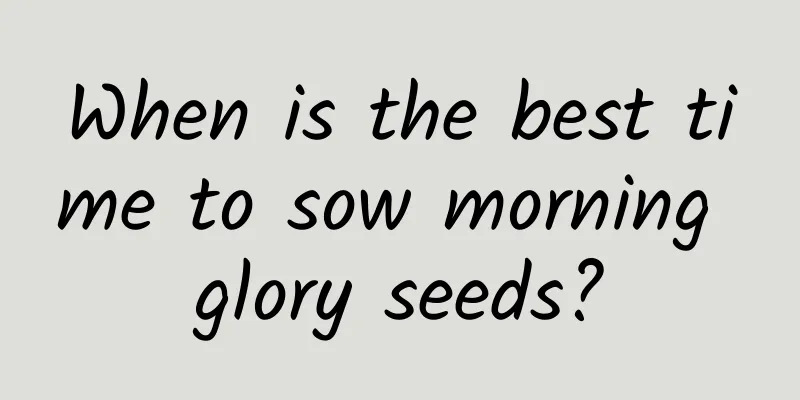 When is the best time to sow morning glory seeds?