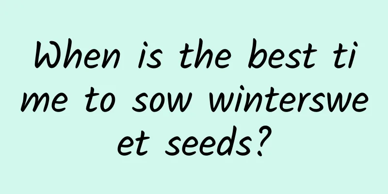 When is the best time to sow wintersweet seeds?