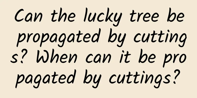 Can the lucky tree be propagated by cuttings? When can it be propagated by cuttings?