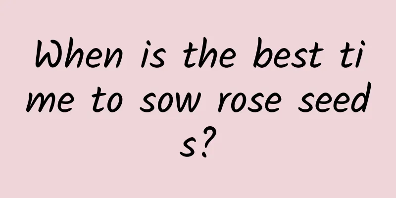 When is the best time to sow rose seeds?