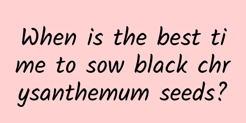 When is the best time to sow black chrysanthemum seeds?