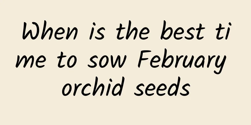 When is the best time to sow February orchid seeds