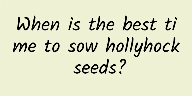 When is the best time to sow hollyhock seeds?