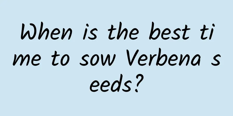 When is the best time to sow Verbena seeds?