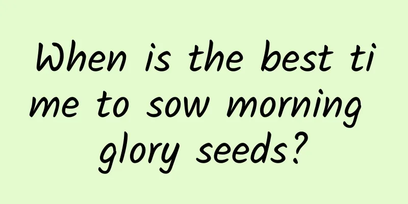 When is the best time to sow morning glory seeds?