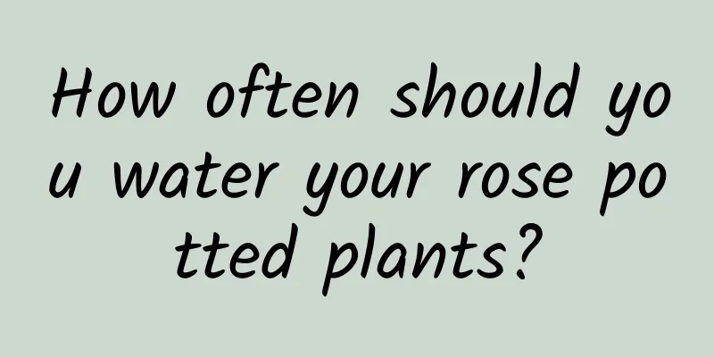 How often should you water your rose potted plants?