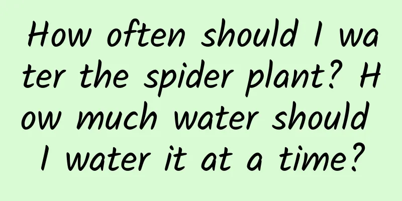 How often should I water the spider plant? How much water should I water it at a time?