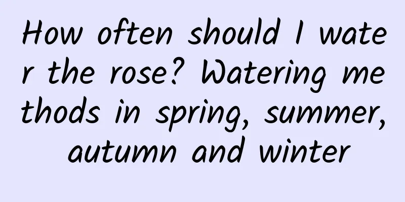 How often should I water the rose? Watering methods in spring, summer, autumn and winter