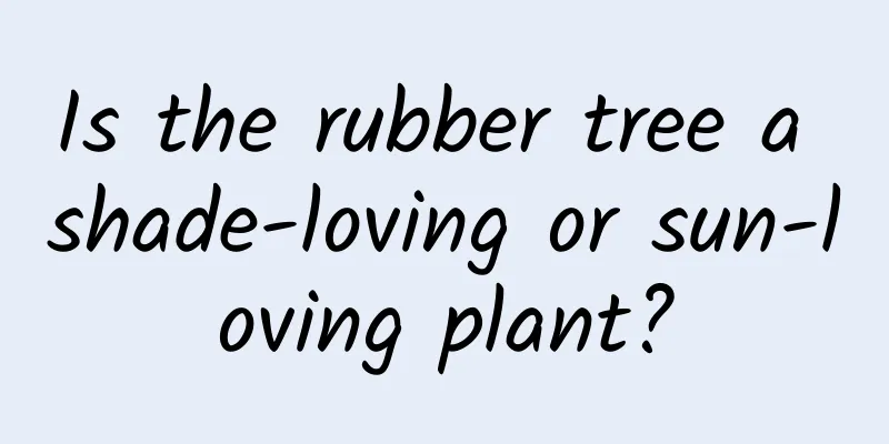 Is the rubber tree a shade-loving or sun-loving plant?