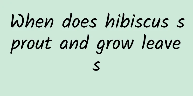 When does hibiscus sprout and grow leaves