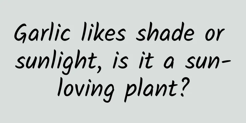 Garlic likes shade or sunlight, is it a sun-loving plant?
