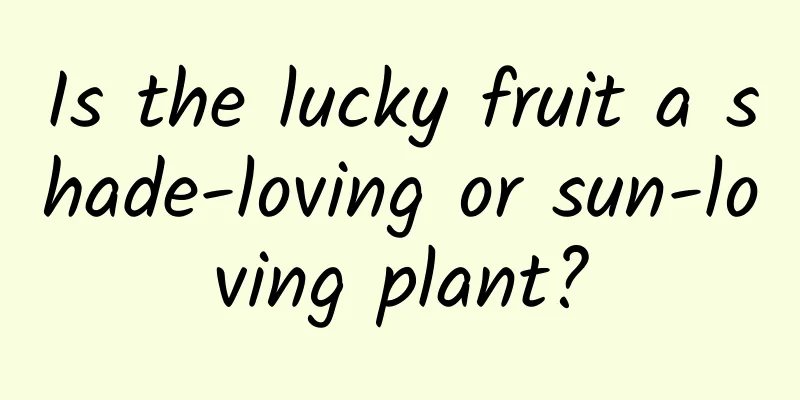 Is the lucky fruit a shade-loving or sun-loving plant?