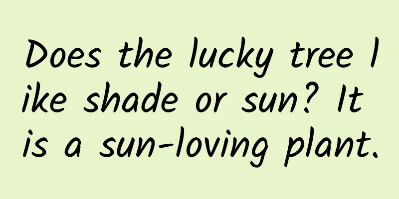 Does the lucky tree like shade or sun? It is a sun-loving plant.