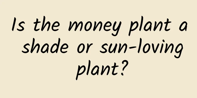 Is the money plant a shade or sun-loving plant?