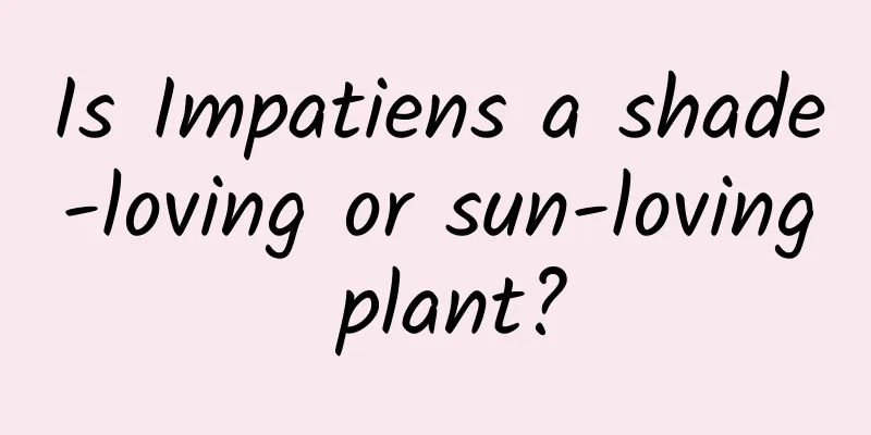 Is Impatiens a shade-loving or sun-loving plant?