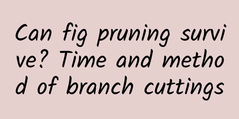 Can fig pruning survive? Time and method of branch cuttings