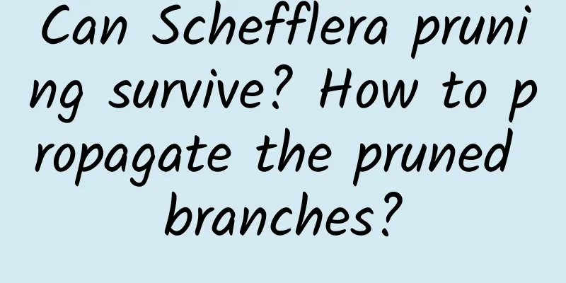 Can Schefflera pruning survive? How to propagate the pruned branches?