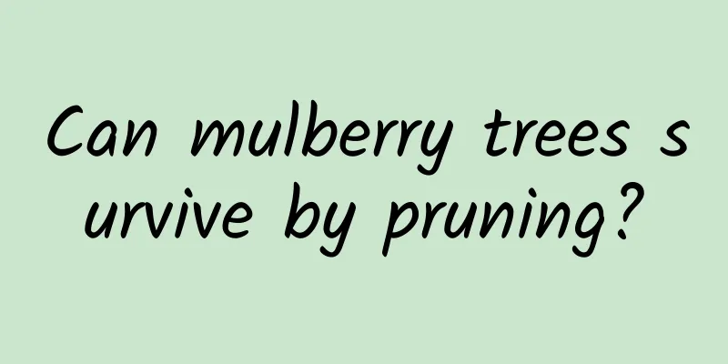 Can mulberry trees survive by pruning?