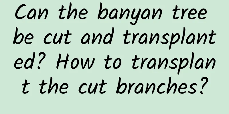 Can the banyan tree be cut and transplanted? How to transplant the cut branches?