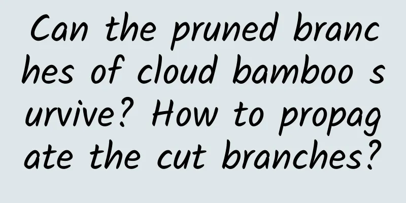 Can the pruned branches of cloud bamboo survive? How to propagate the cut branches?