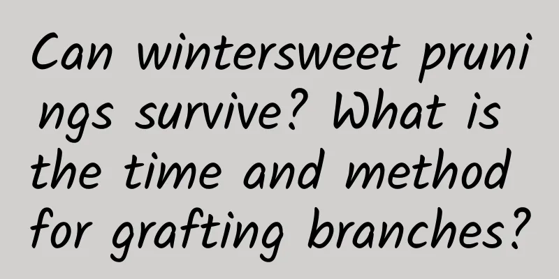 Can wintersweet prunings survive? What is the time and method for grafting branches?