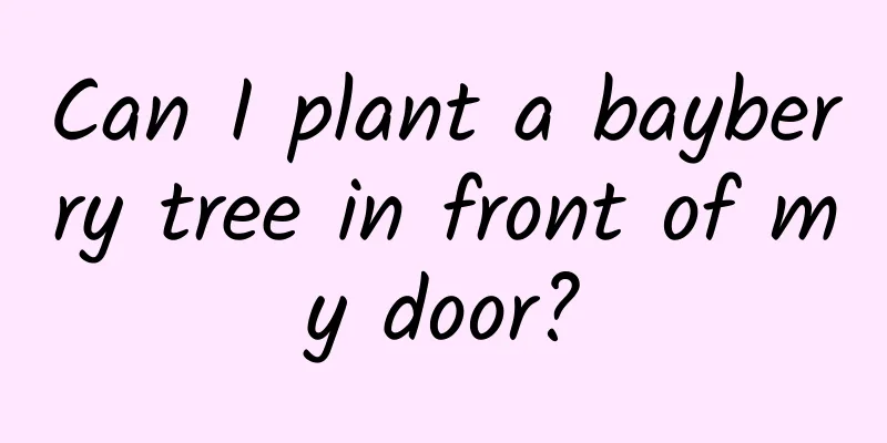 Can I plant a bayberry tree in front of my door?