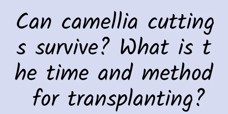 Can camellia cuttings survive? What is the time and method for transplanting?