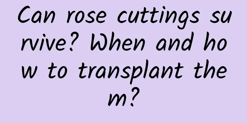 Can rose cuttings survive? When and how to transplant them?