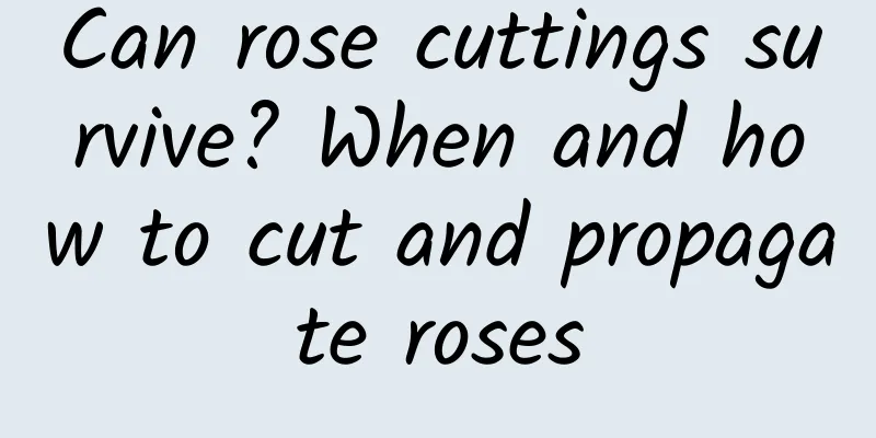 Can rose cuttings survive? When and how to cut and propagate roses