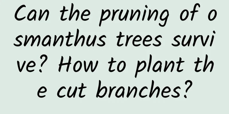 Can the pruning of osmanthus trees survive? How to plant the cut branches?