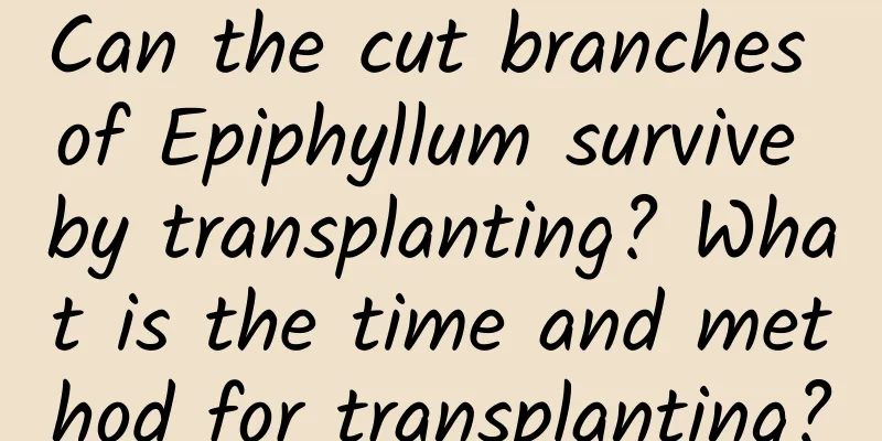 Can the cut branches of Epiphyllum survive by transplanting? What is the time and method for transplanting?