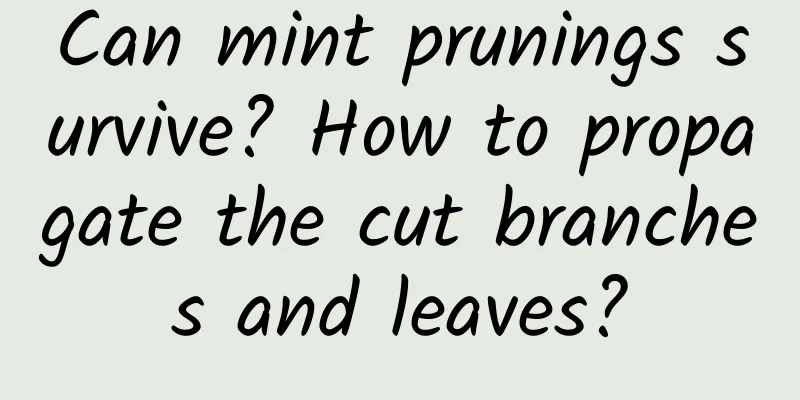 Can mint prunings survive? How to propagate the cut branches and leaves?
